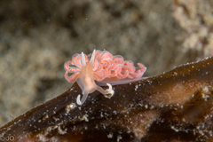 Phyllodesmium serratum