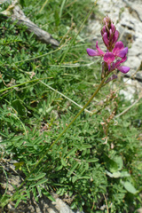 Onobrychis montana