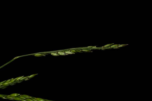 Eriochloa procera