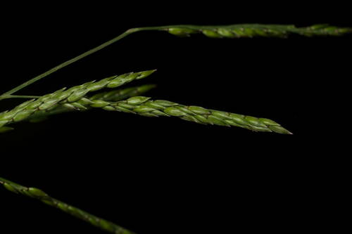 Eriochloa procera