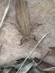 Goniaea australasiae