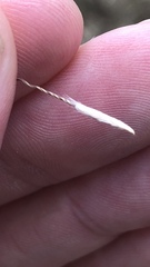 Austrostipa bigeniculata