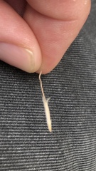 Austrostipa bigeniculata