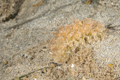 Polybranchia pallens