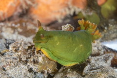 Tambja dracomus