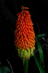 Kniphofia uvaria