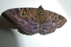 Speiredonia spectans