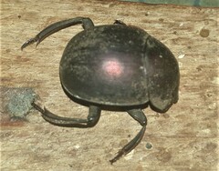 Chalconotus convexus