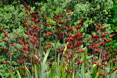 Phormium tenax