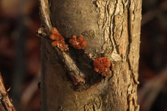 Hypocreopsis lichenoides