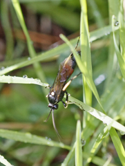 Ctenichneumon divisorius