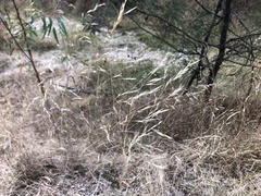 Austrostipa bigeniculata