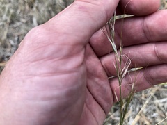 Austrostipa bigeniculata
