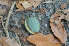 Ficus pumila awkeotsang