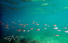 Ambassis jacksoniensis