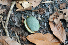 Ficus pumila awkeotsang