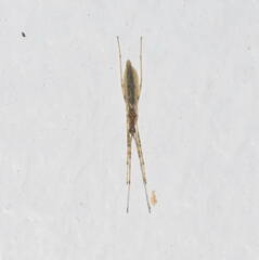 Styringomyia