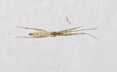 Styringomyia