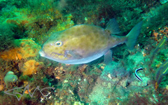 Anoplocapros inermis