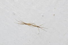 Styringomyia