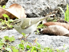 Phylloscopus inornatus