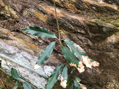 Quercus stenophylloides