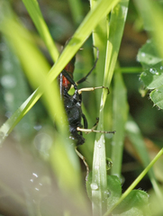 Ctenichneumon divisorius