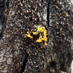 Teloschistes velifer