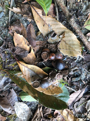 Lithocarpus kawakamii