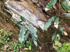 Quercus stenophylloides