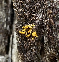 Teloschistes velifer