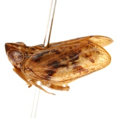 Fowlerium productum