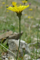 Tolpis staticifolia