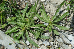 Tolpis staticifolia