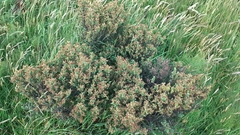 Veronica buchananii