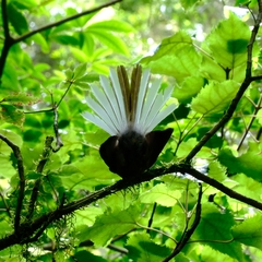 Rhipidura fuliginosa