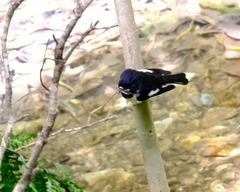 Petroica macrocephala macrocephala