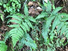 Diplazium laxifrons