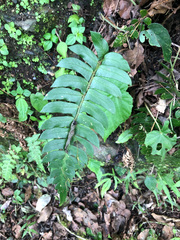 Polystichum lepidocaulon