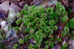 Hypnodendron