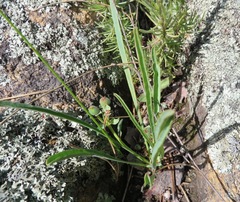Euphorbia silenifolia