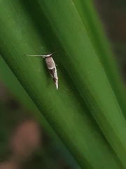 Stathmopoda megathyma