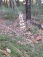 Echinopogon
