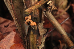 Hypocreopsis lichenoides