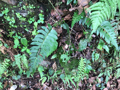 Polystichum lepidocaulon