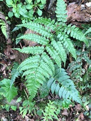 Diplazium laxifrons