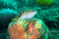 Hypoplectrodes maccullochi