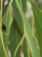 Asopinae