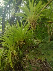 Guzmania monostachia