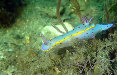 Hypselodoris bennetti